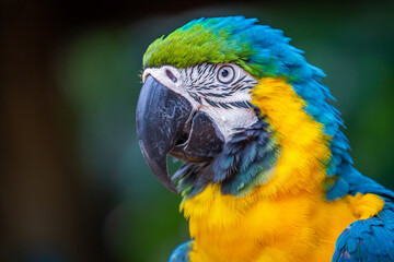Yellow and blue Macaw parrot in Pantanal, Brazil