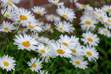 Selective focus of white flowers Leucanthemum maximum in the garden, Shasta daisy is a commonly grown flowering herbaceous perennial plant with the classic daisy appearance, Nature floral background.