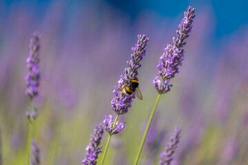 Obraz premium Selective focus purple blue flowers with bumblebee in the garden with soft sunlight in the afternoon, Lavender is flowering plants in the mint family of Lamiaceae, Nature floral pattern background.