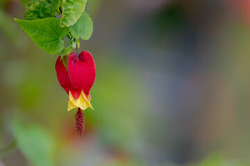 Selective focus of flower red and yellow with green leaves in the garden, Abutilon megapotamicum or Callianthe megapotamica is a species of Abutilon native to Argentina, Nature floral background.