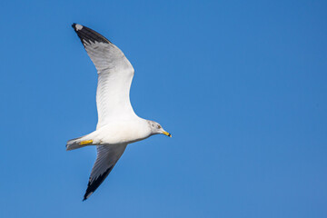 Seagull Flying