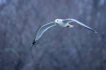 Flying Seagull