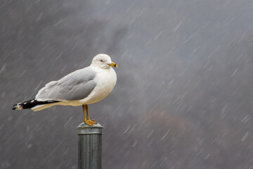 Seagull in Rain