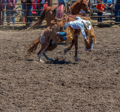 A rodeo cowboy is falling off a bucking bronco on the right side. The horse is seen from the side bucking. The cowboy has a white hat and blue shirt. The arena is dirt.