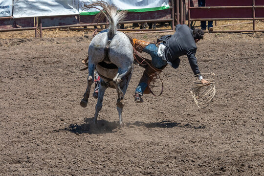 A rodeo cowboy is falling off a bucking bronco on the right side. The horse is seen from the rear bucking with tail up. The cowboy has a coiled rope in his right hand. The arena is dirt.