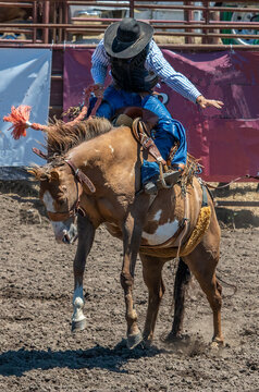 A rodeo cowboy is trying stay on a bucking bronco. He is leaning forward. The horse is seen from the front bucking. The cowboy has a black hat, blue shirt and black vest The arena is dirt.