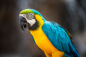 Yellow and blue Macaw parrot in Pantanal, Brazil