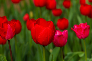 Obraz premium Red tulip flowering close up.
