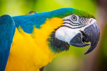 Yellow and blue Macaw parrot in Pantanal, Brazil