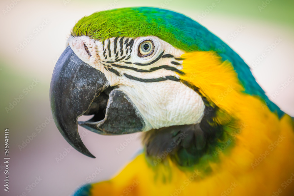 Wall mural Yellow and blue Macaw parrot in Pantanal, Brazil