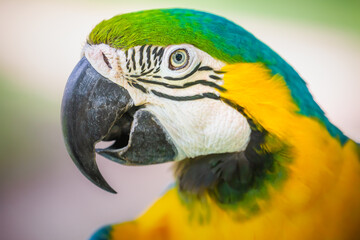 Yellow and blue Macaw parrot in Pantanal, Brazil