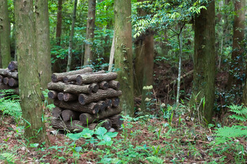 森の中のきのこ木	