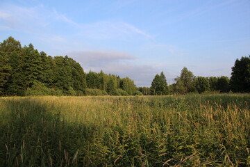 Fototapeta premium Wild free meadow and forest in sunny summer day landscape