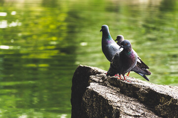 flock of pigeons sits on a stone by the pond