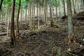 足柄山地の矢倉岳　山伏平ハイキングコースの杉林を通る登山道
