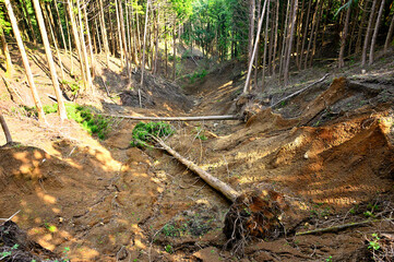 足柄山地の矢倉岳　崩落と倒木
