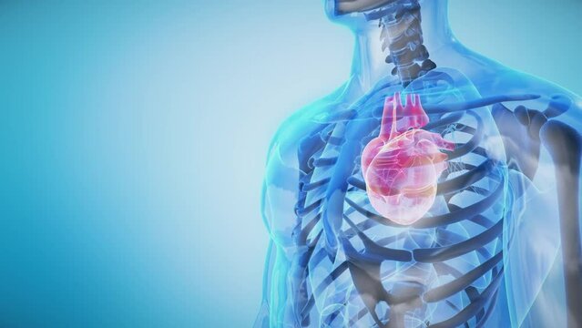 Human Heart Anatomy on Transparent Body Rotating. Seamless Loop. Circulatory System.