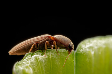 A nail perches on green plants in the wild, North China