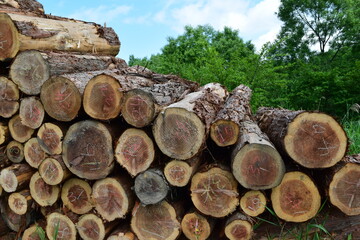 切り出された杉の丸太