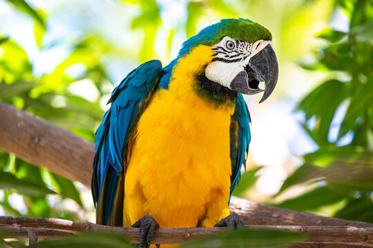 Yellow and blue Macaw parrot on branch tree