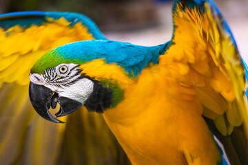 Yellow and blue Macaw parrot with open wings hunting