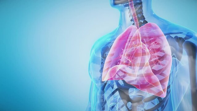 Human Respiratory System Anatomy of Transparent Body Rotation showing and hiding Lungs. Seamless Loop.