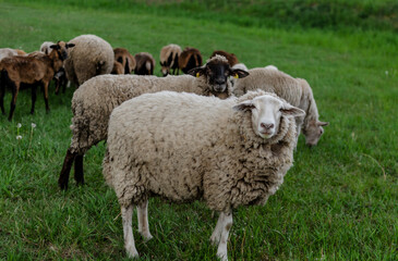 sheep in the field