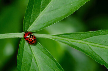 ladybug on leaf