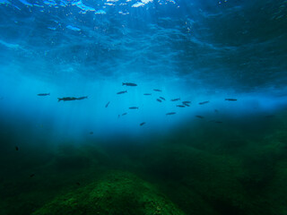 poisson sous l'eau