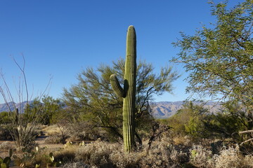 Saguaro National Park, AZ