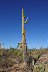 Saguaro National Park, AZ