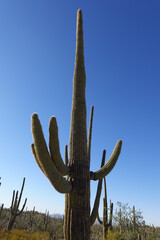 Saguaro National Park, AZ