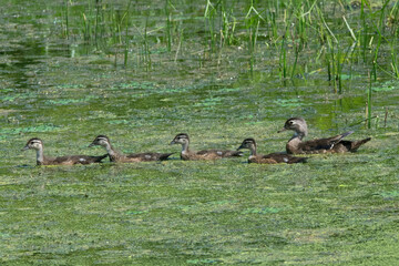 Wood ducks swimming in a marsh.