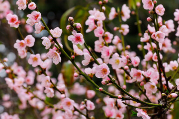 Fototapeta na wymiar pink peach blossoms