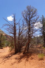 Obraz premium Devil's Bridge, Sedona, AZ
