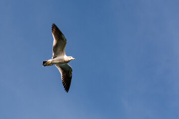 Olrog's Gull (Larus Atlanticus) flying over the port of Mar del Plata with an identification control tag