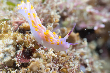 ミチヨミノウミウシ