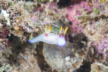 ゾウゲイロウミウシ