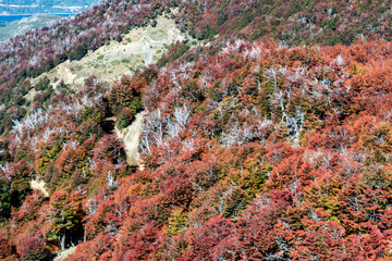 Vegetation on the slope of Cerro Catedral in autumn. Bariloche, Argentina.
