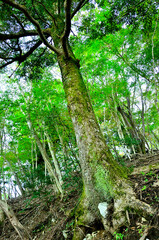 丹沢の石棚山稜　モミの木
