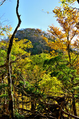 丹沢の石棚山稜　ヤブ沢ノ頭の紅葉
