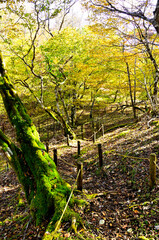 Obraz premium 丹沢の石棚山稜 紅葉の山道 