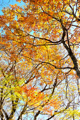 丹沢の石棚山　ハウチワエデの紅葉

