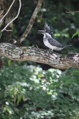 Crested Kingfisher (Megaceryle lugubris lugubris) in Honshu, Japan