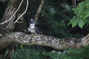 Crested Kingfisher (Megaceryle lugubris lugubris) in Honshu, Japan