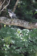 Crested Kingfisher (Megaceryle lugubris lugubris) in Honshu, Japan