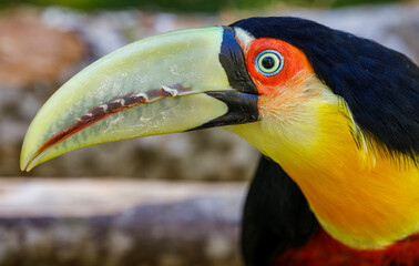 Colorful young Toco Toucan tropical bird in Pantanal, Brazil