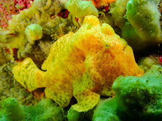 イロカエルアンコウ