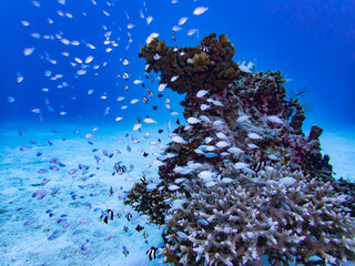 デバスズメダイ