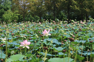 Lotus